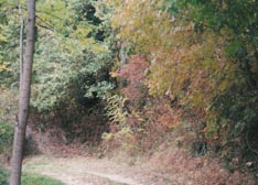 piante dell'Arboreto
