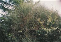 arbusto di Ginestra