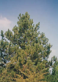pino